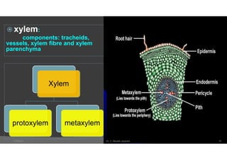  xylem:
components: tracheids,
vessels, xylem fibre and xylem
parenchyma
Xylem
protoxylem metaxylem
7/18/2021 Dr. C. Beulah Jayarani 16
 