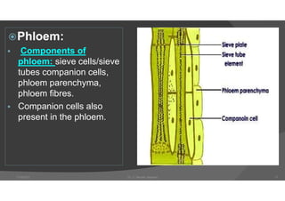 Phloem:
 Components of
phloem: sieve cells/sieve
tubes companion cells,
phloem parenchyma,
phloem fibres.
 Companion cells also
present in the phloem.
7/18/2021 Dr. C. Beulah Jayarani 17
 