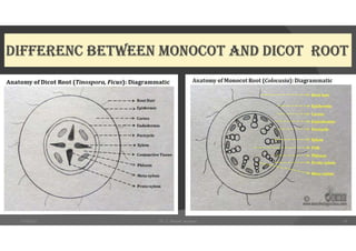 dIFFEREnC BEtWEEn MonoCot and dICot Root
7/18/2021 Dr. C. Beulah Jayarani 19
 
