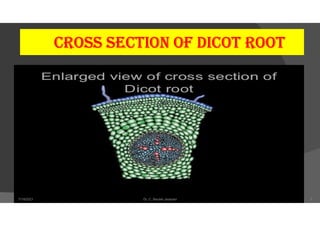 CRoSS SECtIon oF dICot Root
7/18/2021 Dr. C. Beulah Jayarani 7
 