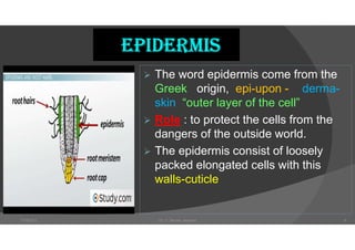 EPIdERMIS
 The word epidermis come from the
Greek origin, epi-upon - derma-
skin “outer layer of the cell”
 Role : to protect the cells from the
dangers of the outside world.
 The epidermis consist of loosely
packed elongated cells with this
walls-cuticle
7/18/2021 Dr. C. Beulah Jayarani 8
 