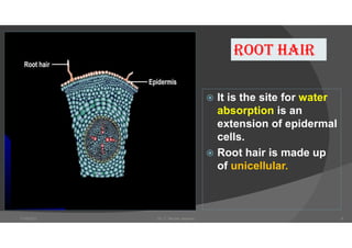  It is the site for water
absorption is an
extension of epidermal
cells.
 Root hair is made up
of unicellular.
Root haIR
7/18/2021 Dr. C. Beulah Jayarani 9
 