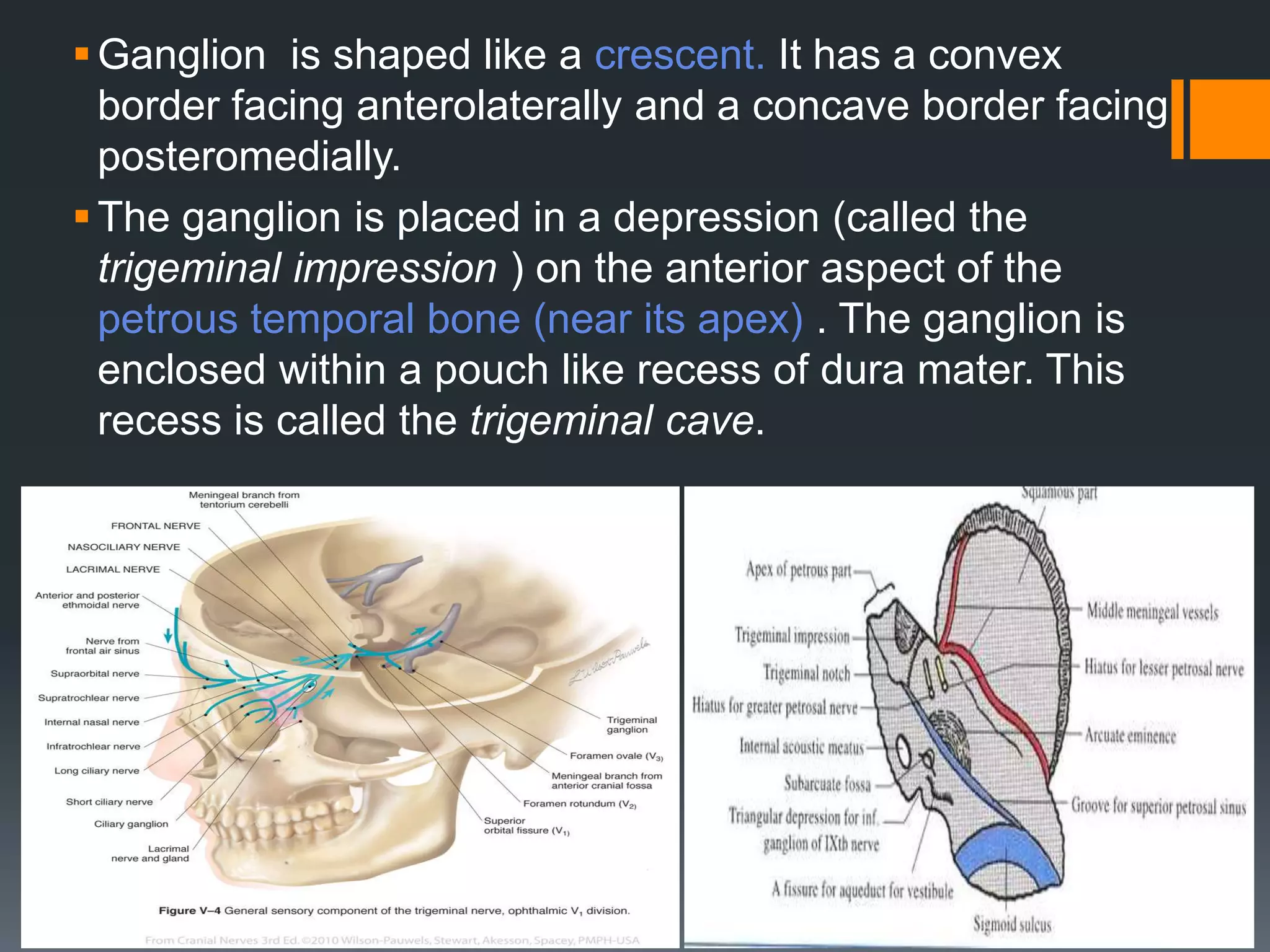 Ganglion is shaped like a crescent. It has a convex
border facing anterolaterally and a concave border facing
posteromedially.
The ganglion is placed in a depression (called the
trigeminal impression ) on the anterior aspect of the
petrous temporal bone (near its apex) . The ganglion is
enclosed within a pouch like recess of dura mater. This
recess is called the trigeminal cave.
 