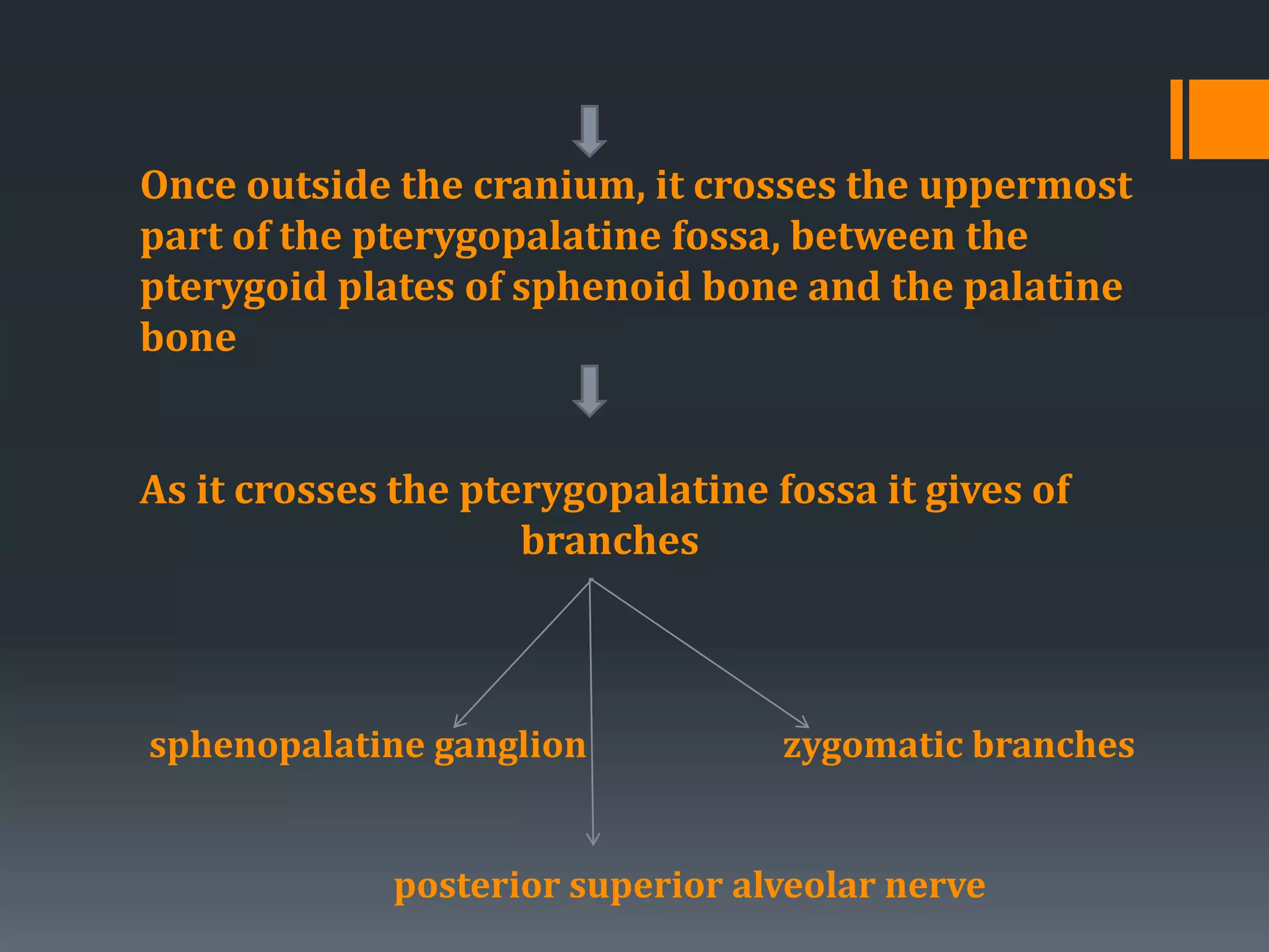 Once outside the cranium, it crosses the uppermost
part of the pterygopalatine fossa, between the
pterygoid plates of sphenoid bone and the palatine
bone
As it crosses the pterygopalatine fossa it gives of
branches
sphenopalatine ganglion zygomatic branches
posterior superior alveolar nerve
 