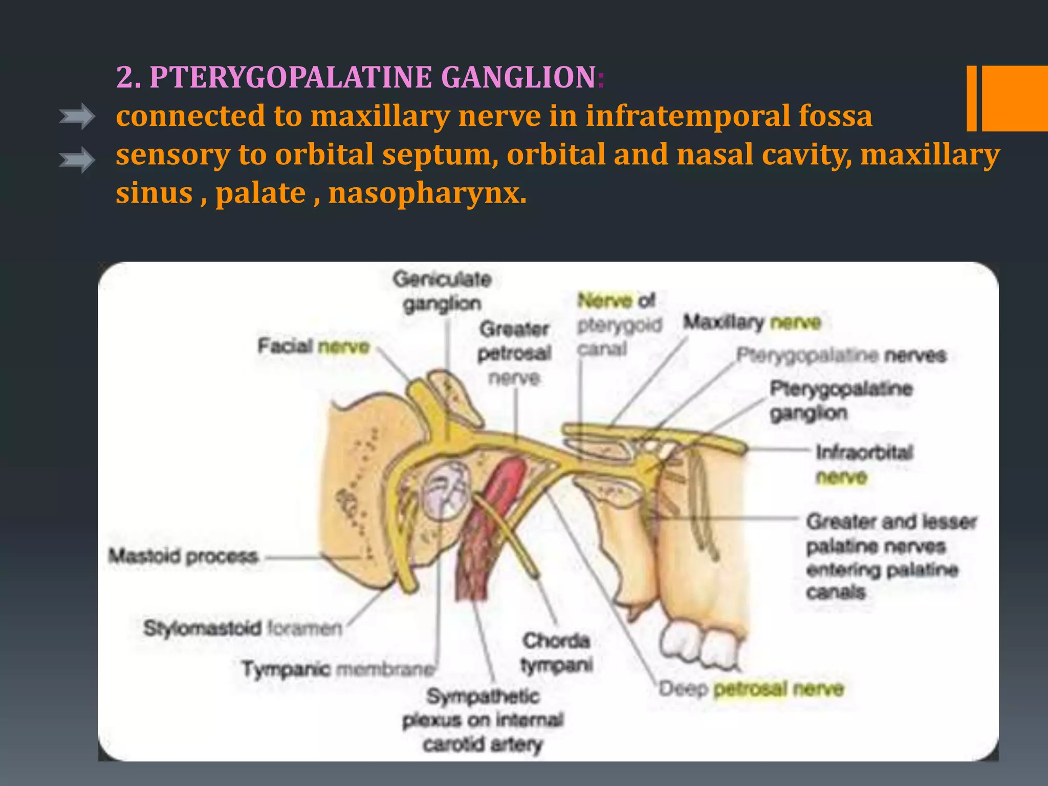 2. PTERYGOPALATINE GANGLION:
connected to maxillary nerve in infratemporal fossa
sensory to orbital septum, orbital and nasal cavity, maxillary
sinus , palate , nasopharynx.
 