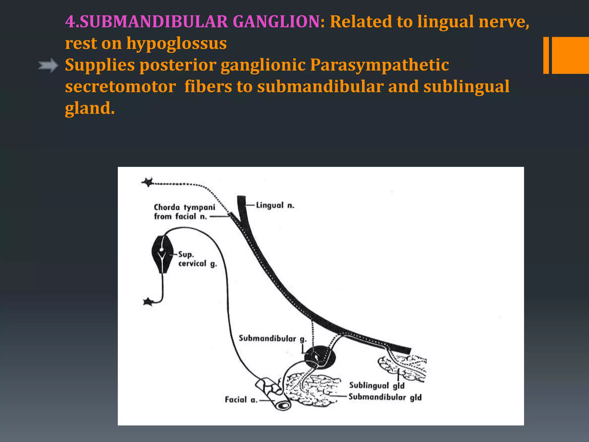 4.SUBMANDIBULAR GANGLION: Related to lingual nerve,
rest on hypoglossus
Supplies posterior ganglionic Parasympathetic
secretomotor fibers to submandibular and sublingual
gland.
 