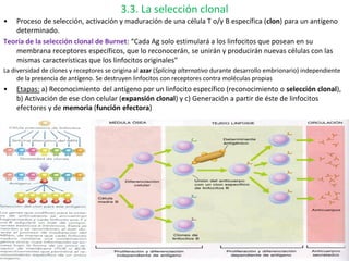 22
3.3. La selección clonal
• Proceso de selección, activación y maduración de una célula T o/y B específica (clon) para u...