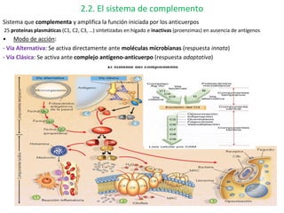 9
2.2. El sistema de complemento
Sistema que complementa y amplifica la función iniciada por los anticuerpos
25 proteínas ...