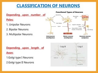 Axon Classifications t.pptx