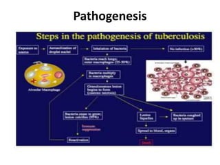Pathogenesis
 