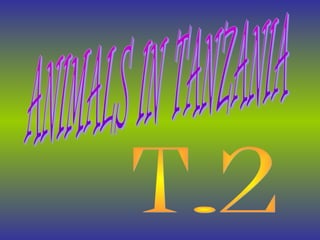 T.2,animals in tanzania.