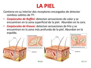 LA PIEL
Contiene en su interior dos receptores encargados de detectar
cambios súbitos de Tº:
• Corpúsculos de Ruffini: detectan sensaciones de calor y se
encuentran en la zona superficial de la piel. Abundan en la cara.
• Corpúsculos de Krause: detectan sensaciones de frío y se
encuentran en la zona más profunda de la piel. Abundan en la
espalda.
 