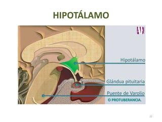 HIPOTÁLAMO
22
O PROTUBERANCIA.
 