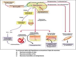 En el área pre óptica del hipotálamo se encuentran 3 tipos de neuronas:
a) Neuronas sensibles al calor
b) Neuronas sensibles al frio
c) Neuronas insensibles a la temperaturas
 