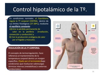 Control hipotalámico de la Tº.
• .
30
RPOLACION DE LA TEMPERATURA
REGULACIÓN DE LA Tº CORPORAL
El concepto de termorregulación, hace
referencia al mantenimiento de la
temperatura corporal dentro un margen
específico, (fijado por el termostato)bajo
condiciones que involucran sobrecargas
térmicas internas (metabólicas) o externas
(ambientales).
En condiciones normales, el hipotálamo
regula la Tº corporal CENTRAL, dentro de
sus límites fisiológicos (37-38ºC), mediante
el equilibrio constante:
A)Entre la pérdida permanente de
calor en la periferia (Irradiación,
convección y conducción) y
B) Con la producción endógena de calor
por el hígado y músculos.
 