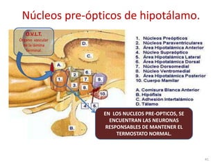 Núcleos pre-ópticos de hipotálamo.
41
EN LOS NUCLEOS PRE-OPTICOS, SE
ENCUENTRAN LAS NEURONAS
RESPONSABLES DE MANTENER EL
TERMOSTATO NORMAL.
O.V.L.T.
Órgano vascular
de la lámina
Terminal.
 