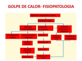 GOLPE DE CALOR- FISIOPATOLOGIA
Ejercicio o exposición al calor
Estrés por calor
Vasodilatación
cutanea
Producción
de proteinas
Respuesta
termoreguladora
Respuesta
Inflamatoria y
citotoxica
Vasoconstricción
esplácnica
Cascada de
coagulación
Aumento de
permeabilidad
capilar
Sudoración
Deshidratación
Injuria renal
Golpe de calor y
shock
Isquemia
intestinal
Endotoxemia
Aumento de
permeabilidad
intestinal
 