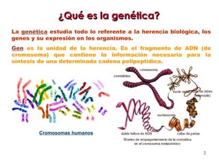 ¿Qué es la genética? La  genética  estudia todo lo referente a la herencia biológica, los genes y su expresión en los organismos. Gen   es la unidad de la herencia. Es el fragmento de ADN (de cromosoma) que contiene la información necesaria para la síntesis de una determinada cadena polipeptídica. Cromosomas humanos 