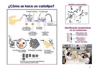 ¿Cómo se hace un cariotipo? 