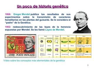 Un poco de historia genética 1866 :  Gregor  Mendel   publica los resultados de sus experimentos sobre la transmisión de caracteres hereditarios en las plantas del guisante. Se le considera el “padre” de la Genética.  1902 : redescubrimiento de las leyes de la herencia expuestas por Mendel. Se les llamó  Leyes de Mendel . Vídeo sobre los conceptos más elementales de la genética 