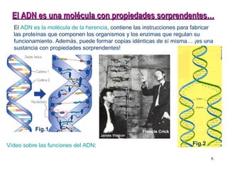 Vídeo sobre las funciones del ADN : El ADN es una molécula con propiedades sorprendentes… El  ADN es la molécula de la herencia , contiene las instrucciones para fabricar las proteínas que componen los organismos y los enzimas que regulan su funcionamiento. Además, puede formar copias idénticas de sí misma… ¡es una sustancia con propiedades sorprendentes!  Fig.1 Fig.2 