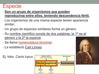 Especie
• Son un grupo de organismos que pueden
reproducirse entre ellos, teniendo descendencia fértil.
• Los organismos de una misma especie tienen apariencia
similar.
• Un grupo de especies similares forma un género.
• Su nombre científico consta de dos palabras, la 1ª es el
género y la 2ª la especie.
• Se llama nomenclatura binomial.
• La estableció Carl Linneo
Ej: lobo. Canis lupus
 