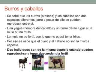 Burros y caballos
• Se sabe que los burros (o asnos) y los caballos son dos
especies diferentes, pero a pesar de ello se pueden
reproducir entre sí.
• Una yegua (hembra del caballo) y un burro darán lugar a un
mulo o una mula.
• La mula no es fértil, con lo que no podrá tener hijos.
• Por eso se sabe que el burro y el caballo no son la misma
especie.
• Dos individuos son de la misma especie cuando pueden
reproducirse y tener descendencia fértil
 