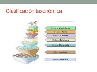Clasificación taxonómica
 