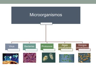 Microorganismos
Virus Bacterias Protozoos
Algas
unicelulares
Hongos
unicelulares
 