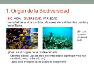 1. Origen de la Biodiversidad
• BIO: VIDA DIVERSIDAD: VARIEDAD
• Variedad de la vida: cantidad de seres vivos diferentes que hay
en la Tierra.
• ¿Cuál es el origen de la biodiversidad?:
• Creencia bíblica: Dios los creó diferentes desde el principio y no han
cambiado. (esto no ha sido así)
• Teoría de la evolución (es la aceptada actualmente)
¿En cuál
hay más
biodiversi
dad?
 