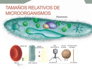 TAMAÑOS RELATIVOS DE
MICROORGANISMOS
Paramecio
 