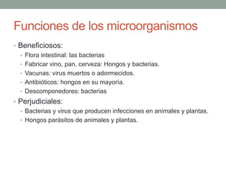 5. Papel de los microorganismos
• Beneficiosos:
• Flora intestinal: las bacterias
• Fabricar vino, pan, cerveza: Hongos y bacterias.
• Vacunas: virus muertos o adormecidos.
• Antibióticos: hongos en su mayoría.
• Descomponedores: bacterias
• Perjudiciales:
• Bacterias y virus que producen infecciones en animales y plantas.
• Hongos parásitos de animales y plantas.
 