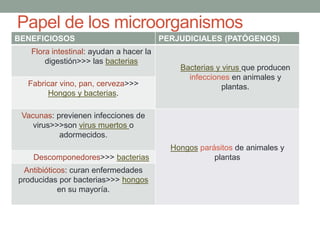 Papel de los microorganismos
BENEFICIOSOS PERJUDICIALES (PATÓGENOS)
Flora intestinal: ayudan a hacer la
digestión>>> las bacterias
Bacterias y virus que producen
infecciones en animales y
plantas.Fabricar vino, pan, cerveza>>>
Hongos y bacterias.
Vacunas: previenen infecciones de
virus>>>son virus muertos o
adormecidos.
Hongos y protozoos parásitos de
animales y plantasDescomponedores>>> bacterias
Antibióticos: curan enfermedades
producidas por bacterias>>> hongos
en su mayoría.
 