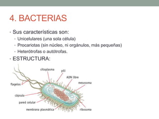 Actividades:
• ¿Cuáles son los 5 reinos?
• Indica qué reinos tienen organismos unicelulares y cuáles
pluricelulares. Cuáles son autótrofos y cuáles
heterótrofos.
• ¿Qué son los microorganismos?
• Seres vivos de pequeño tamaño: BACTERIAS, VIRUS,
PROTOZOOS, ALGAS UNI, HONGOS UNI
Reino Moneras Protoctistas Hongos Plantas Animales
Células Uni ambos ambos pluri pluri
Alimentación ambos ambos hetero auto hetero
 