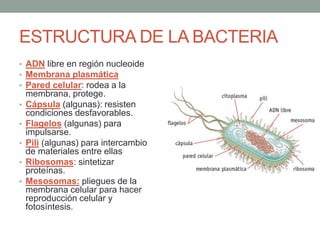 4. BACTERIAS
• Sus características son:
• Unicelulares (una sola célula)
• Procariotas (sin núcleo, ni orgánulos, más pequeñas)
• Heterótrofas o autótrofas.
• ESTRUCTURA:
 