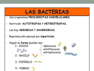 ESTRUCTURA DE LA BACTERIA
• ADN libre en región nucleoide
• Membrana plasmática
• Pared celular: rodea a la
membrana, protege.
• Cápsula (algunas): resisten
condiciones desfavorables.
• Flagelos (algunas) para
impulsarse.
• Pili (algunas) para intercambio
de materiales entre ellas
• Ribosomas: sintetizar
proteínas.
• Mesosomas: pliegues de la
membrana celular para hacer
respiración celular y
fotosíntesis.
 