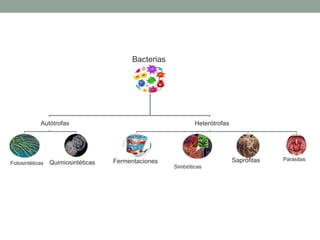 Formas de vida (según alimentación)
Autótrofas
• Fotosintéticas: capaces de
hacer la fotosíntesis.
• Quimiosintéticas: Utilizan
la energía de ciertas
reacciones químicas.
Heterótrofas
• Fermentación de
alimentos: vino, yogur,
queso
• Simbióticas: Asociadas a
otros seres vivos (flora
intestinal)
• Saprófitas
Descomponedoras
• Parásitas Causan
enfermedades
 