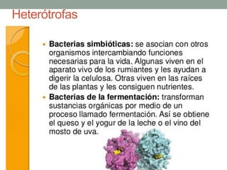 Bacterias
Autótrofas
Fotosintéticas Quimiosintéticas
Heterótrofas
Fermentaciones
Simbióticas
Saprófitas Parásitas
 