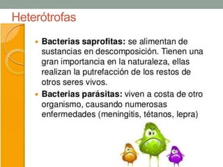 Heterótrofas
 
