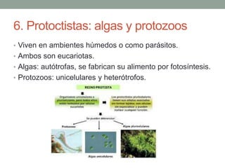 Heterótrofas
 