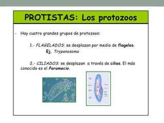 6. Protoctistas: algas y protozoos
• Viven en ambientes húmedos o como parásitos.
• Ambos son eucariotas.
• Algas: autótrofas, se fabrican su alimento por fotosíntesis.
• Protozoos: unicelulares y heterótrofos.
 