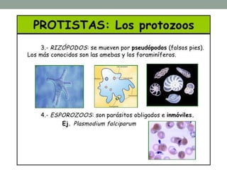 Protozoos
• Según su modo de vida pueden ser:
• De vida libre: limpiadores de medios acuáticos.
• Parásitos: viven en el interior de otro ser vivo y le producen
enfermedad
• Hay 4 tipos según su movimiento:
• Flagelados: mediante flagelos
• Ciliados: mediante cilios (paramecios)
• Rizópodos: por pseudópodos (amebas)
• Esporozoos (no se mueven)
 