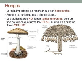 Plasmodium: parásito vídeo
 