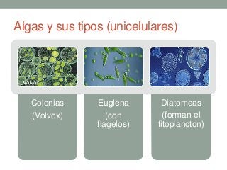 Algas y sus tipos (unicelulares)
Colonias
(Volvox)
Euglena
(con
flagelos)
Diatomeas
(forman el
fitoplancton)
 