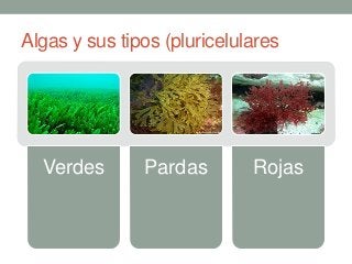 Algas y sus tipos (pluricelulares
Verdes Pardas Rojas
 