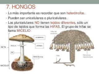 7. HONGOS
• Lo más importante es recordar que son heterótrofos.
• Pueden ser unicelulares o pluricelulares.
• Los pluricelulares NO tienen tejidos diferentes, sólo un
tipo de tejidos que forma las HIFAS. El grupo de hifas se
llama MICELIO
MICELIO (hifas)
PIE
ANILLO LÁMINAS
SOMBRERO
VOLVA
SETA
MICELIO
 