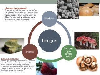 hongos
levaduras
Hongos
que
forman
setas
mohos
¿Qué son las levaduras?
Son un tipo de hongos muy pequeños.
Les gusta alimentarse de azúcares que
transforman en otras sustancias y en
CO2. Por eso se han utilizado para
elaborar pan, vino y cerveza.
¿Qué son los mohos?
Son un tipo de hongos pluricelulares, pero sin
seta. Crecen en zonas húmedas y también
sobre animales, personas y alimentos.
Pueden causar enfermedades. También hay
un tipo de moho, el Penicilium que es un
antibiótico contra las bacterias.
 