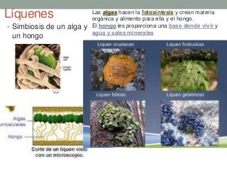 Líquenes
• Simbiosis de un alga y
un hongo
Las algas hacen la fotosíntesis y crean materia
orgánica y alimento para ella y el hongo.
El hongo les proporciona una base donde vivir y
agua y sales minerales
 