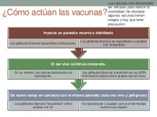 ¿Cómo actúan las vacunas?
De nuevo estoy en contacto con el mismo parásito (esta vez vivo y peligroso)
Los glóbulos blancos “recuerdan” cómo
acabar con él.
Se reproducen y acaban con la enfermedad
mucho más rápido.
El ser vivo continúa creciendo.
En su interior, las células defensivas se
reproducen.
Los glóbulos blancos transmiten en su ADN
información sobre cómo acabar con el virus.
Inyecto un parásito muerto o debilitado
Los glóbulos blancos desarrollan anticuerpos.
Los glóbulos blancos se reproducen y acaban
con el parásito
Las vacunas han demostrado
ser eficaces para reducir la
mortalidad. No obstante
algunas vacunas tienen
riesgos y hay que tener
precaución
 