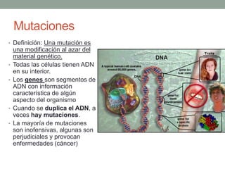 Mutaciones
• Definición: Una mutación es
una modificación al azar del
material genético.
• Todas las células tienen ADN
en su interior.
• Los genes son segmentos de
ADN con información
característica de algún
aspecto del organismo
• Cuando se duplica el ADN, a
veces hay mutaciones.
• La mayoría de mutaciones
son inofensivas, algunas son
perjudiciales y provocan
enfermedades (cáncer)
 